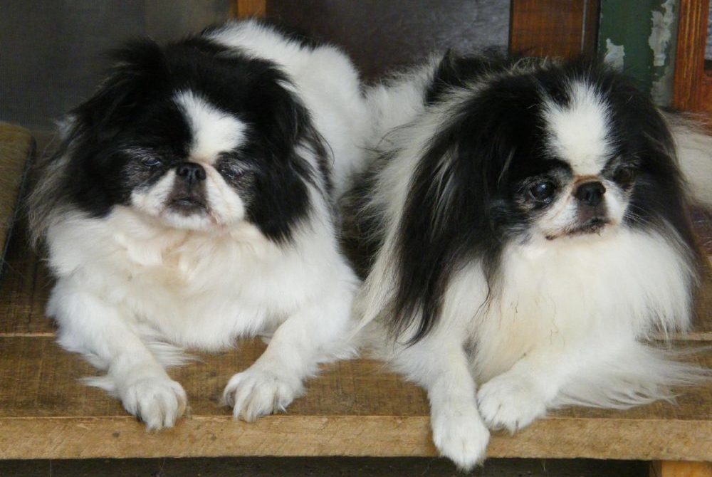 Японские хины