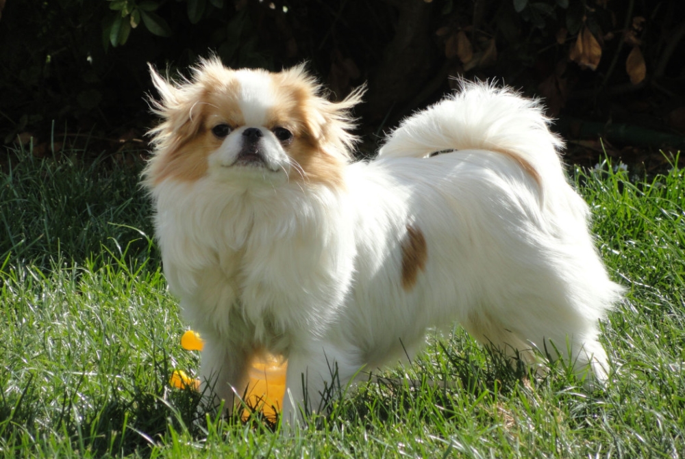 Японский хин