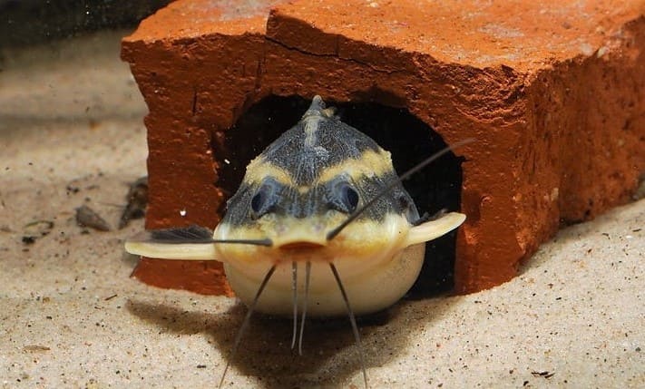 Чем не Catfish - сытый, довольный и с усами - вылитый кот-) 1.