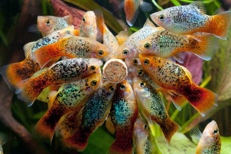 Особенности кормления пецилий