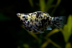 Пецилия баллон