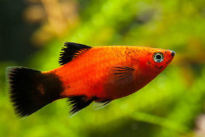 Пецилия красная чернохвостая