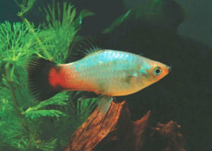 Пецилия неоновая (радужная)