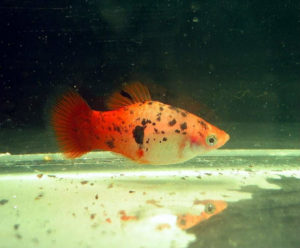 Пецилия сансет (ситцевая)