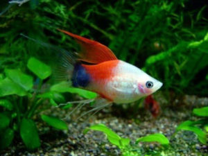 Пецилия трёхцветная