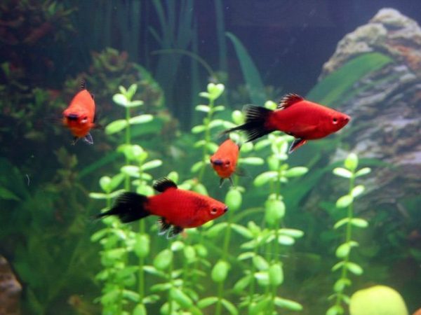 Рыбки пецилии