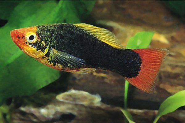 Рыбки пецилии