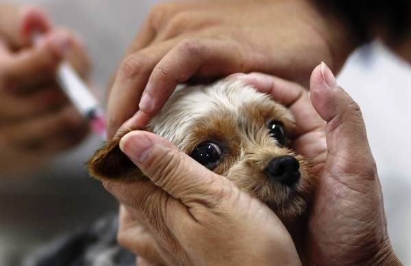 Бешенство-у-собак-первые-симптомы-и-признаки-профилактика-и-лечение-15