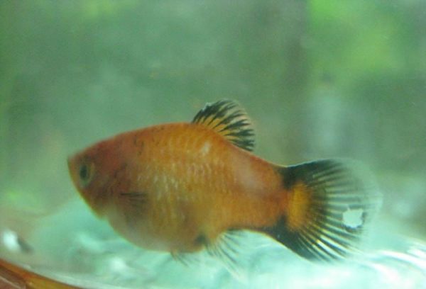 болезни пецилий