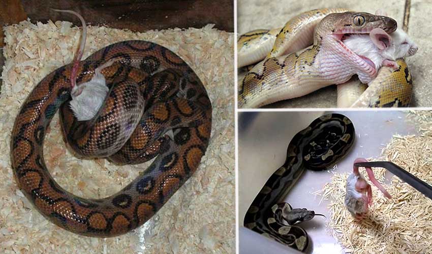 домашний питон