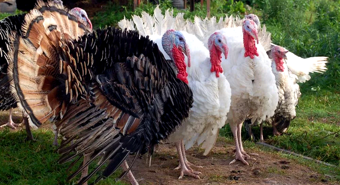 домашние индюки