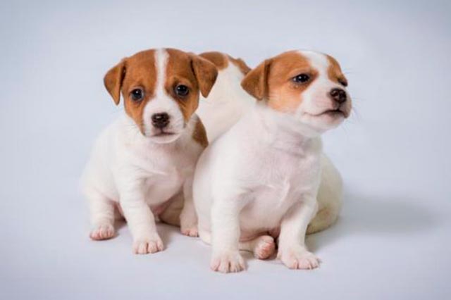 Щенки джек-рассел-терьера