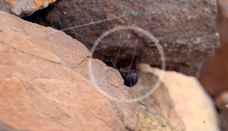 Паук Черная вдова: описание, где обитает и есть ли в Крыму