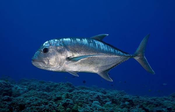 Каранкс-рыба-Описание-особенности-и-среда-обитания-рыбы-каранкс-4