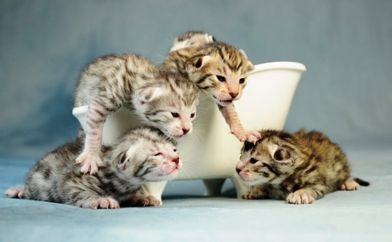 представить котят