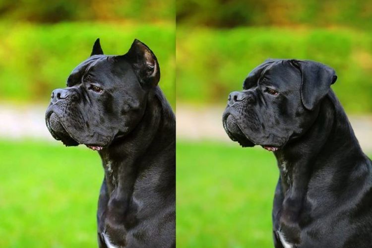 Купированные и некупированные уши