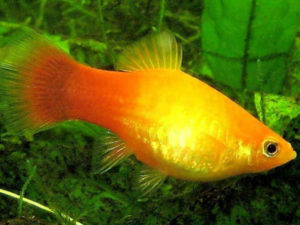 пецилия желтая