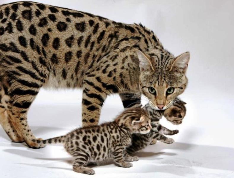 семья ашера