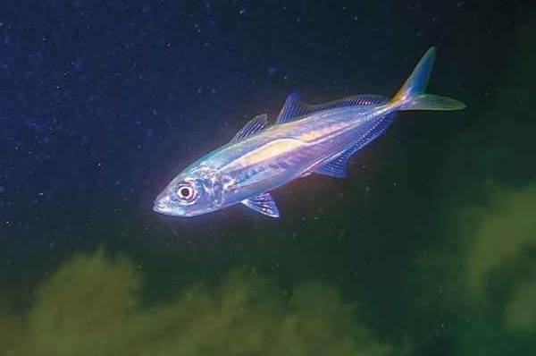 Ставрида-черноморская рыба-описание-функции-и-среда обитания-ставрида-4