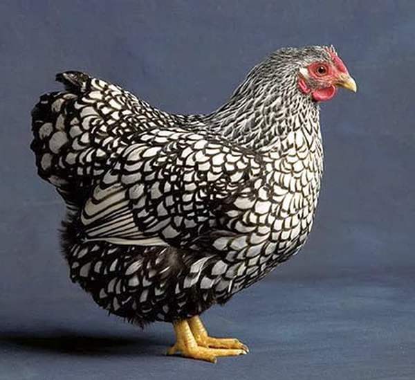 Внешний вид породы Виандот Внешность породы Виандот