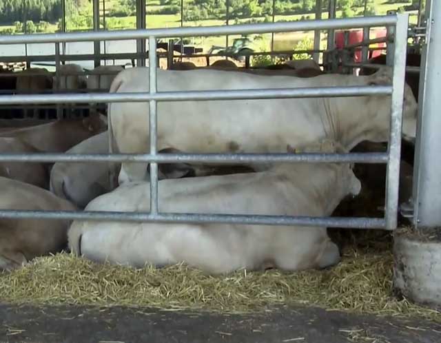 Старый вид исчез 