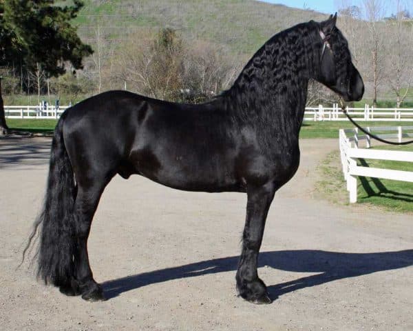 Фризская порода лошадей: описание, особенности содержания и кормления