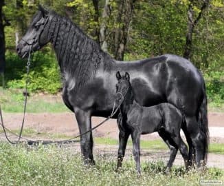 Фризская порода лошадей: описание, особенности содержания и кормления