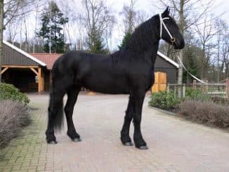 Фризская порода лошадей: описание, особенности содержания и кормления