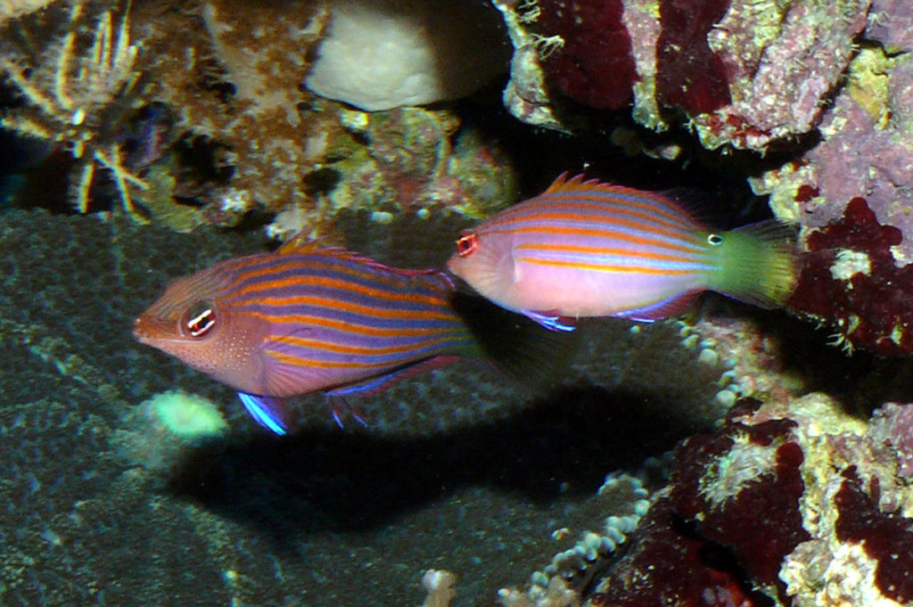 губан-пижама