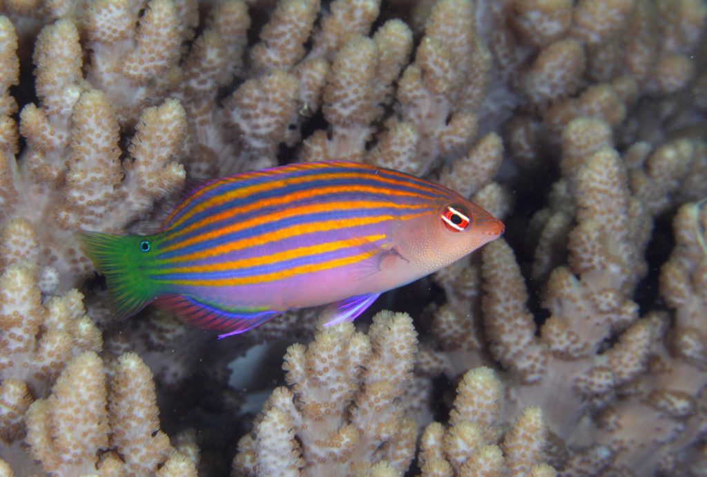 Губан шестиполосый