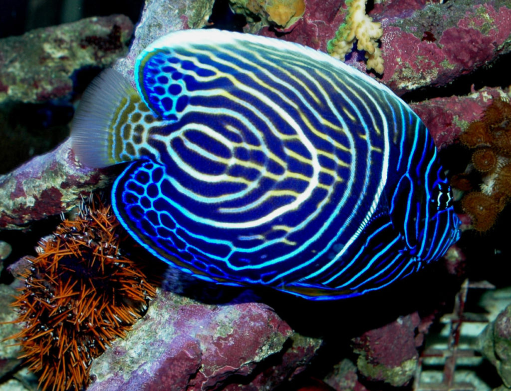 Императорский ангел