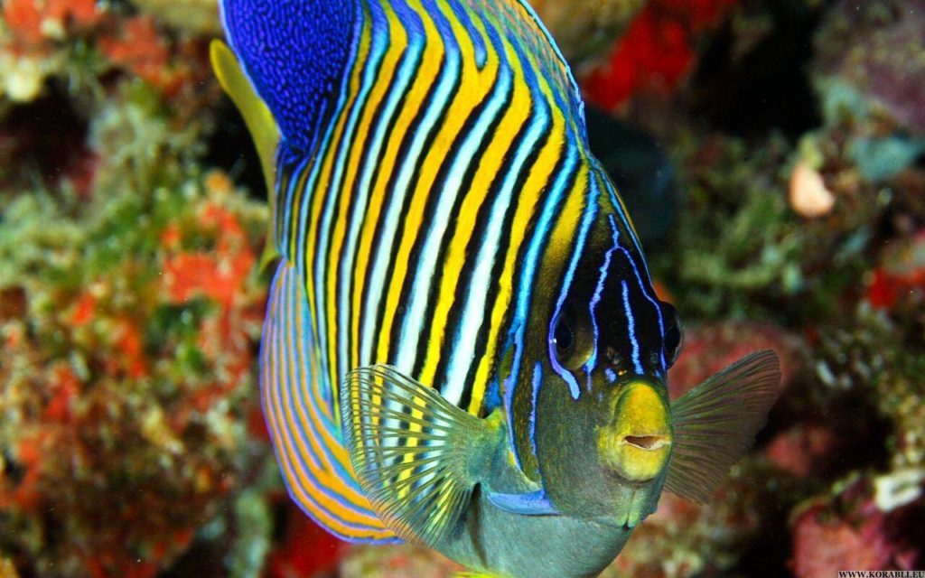 Королевская рыба-ангел
