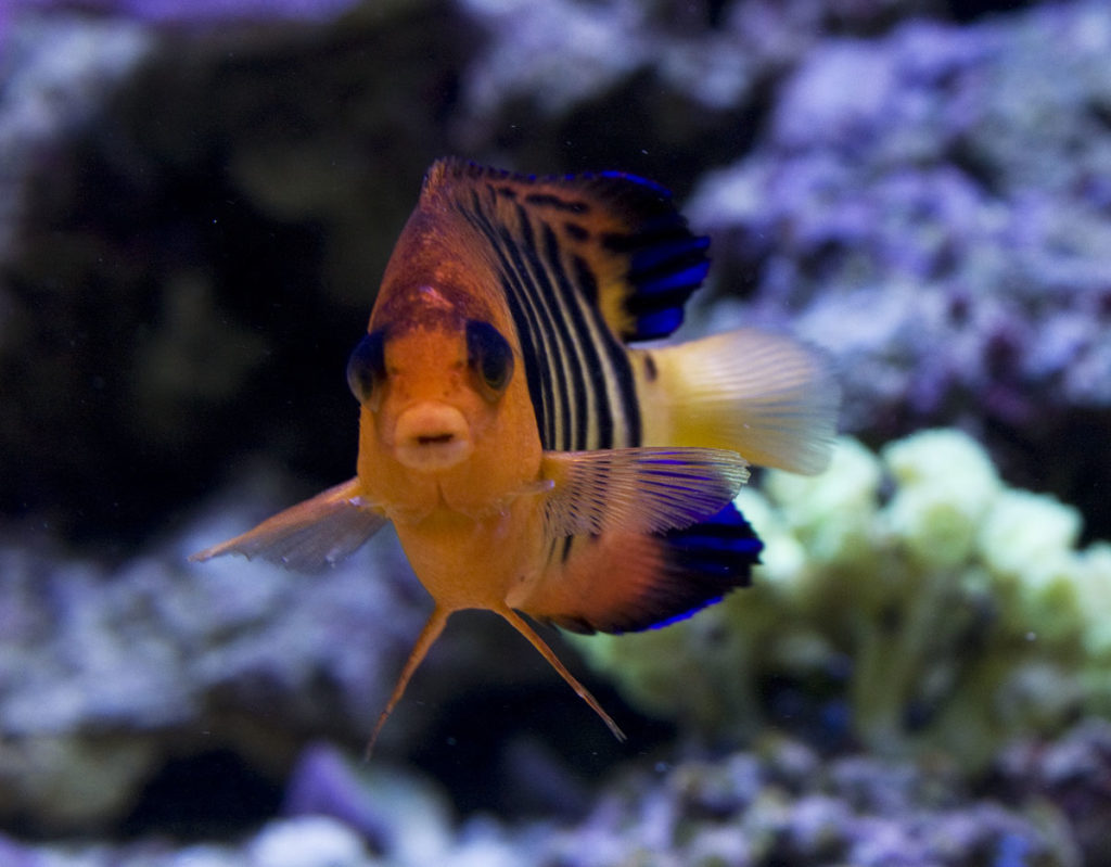 королевский центропиг