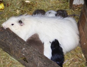 Разноцветные детеныши нутрии