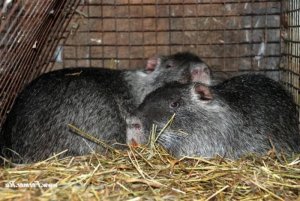 Зимнее содержание нутрий