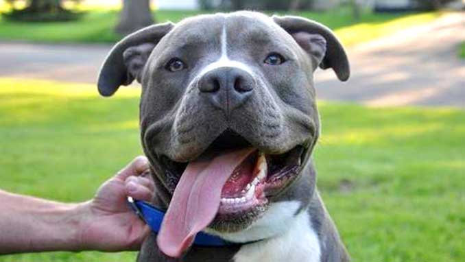 американский питбультерьер Эш фото