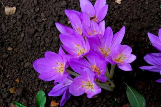 Красная книга Краснодарского края