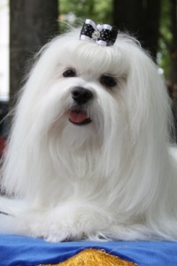 на гастролях