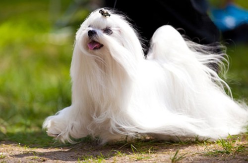 мальтийская болонка в беге