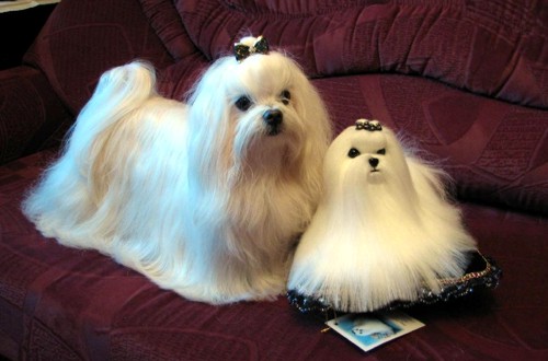 две изящные болонки в квартирных условиях