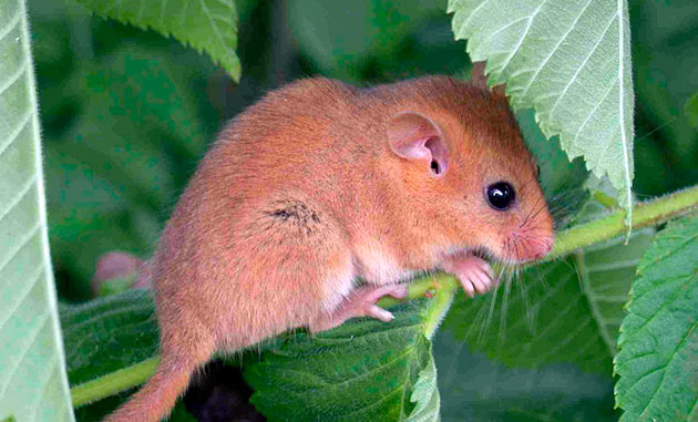 Из-за скрытого образа жизни у орешниковой сони мало врагов Из-за скрытого образа жизни у орешниковой сони мало врагов