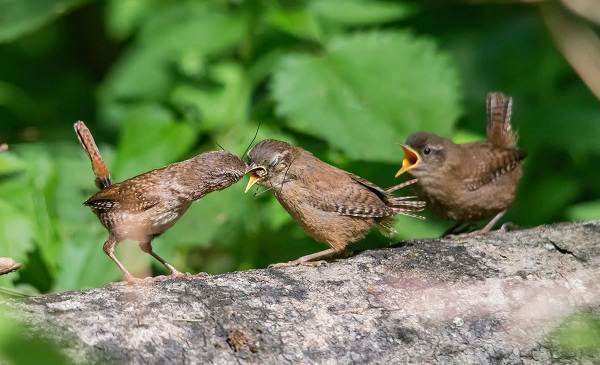 Gjerdegi-птица-образ жизни и среда обитания-масло-13