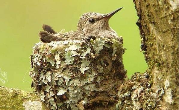 Вэнь-крапивник-образ жизни-и-среда обитания-14