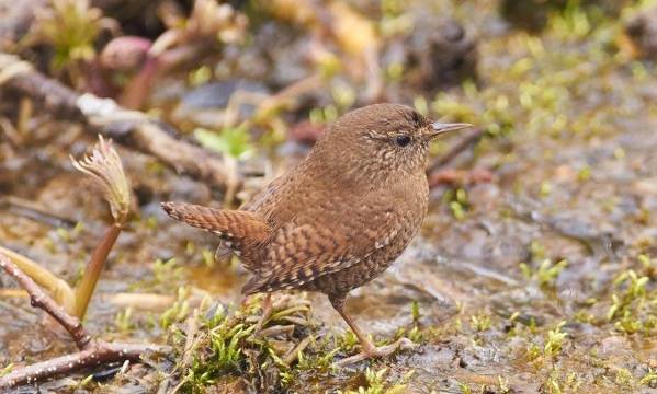 Забор штукатурка-птица-образ жизни-и-среда обитания-масло-6