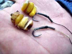 Несколько зерен кукурузы на крючке