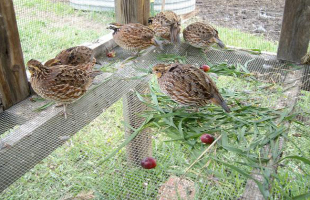 Вольера для куропаток