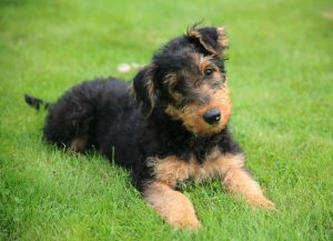 маленький эрдельчик