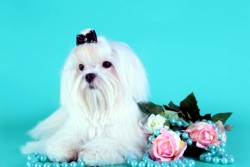 мальтезе груминг