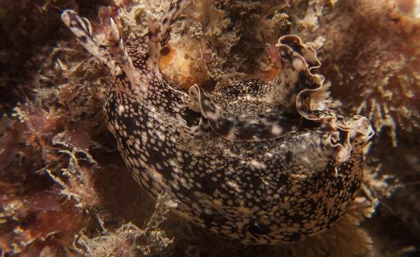 Морской-заяц-Описание-и-особенности-морского-зайца-10