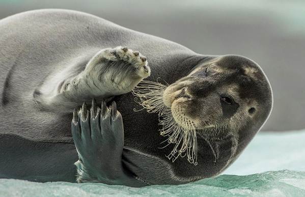 Морской-заяц-Описание-и-особенности-морского-зайца-11